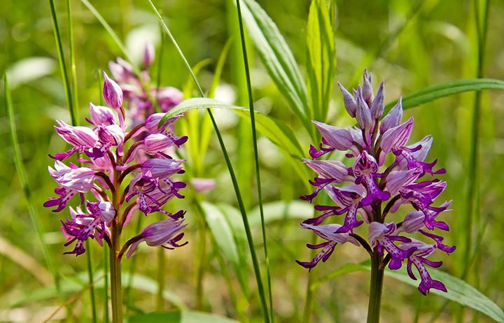 Bogyiszlói Orchideás erdő – Hazánk természeti kincse