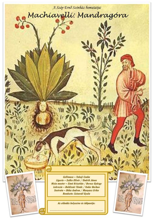 Mandragóra – a sikoltozó növényke